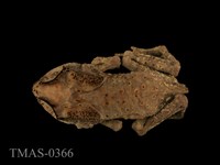 藏品(黑眶蟾蜍)的圖片